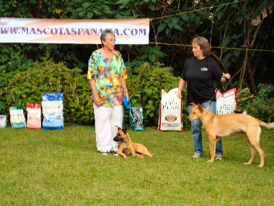 We had a dog show in Boquete, where my sweet little girl dog Zap made her debut