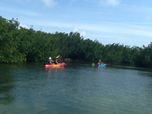 Canoers in the mangroves